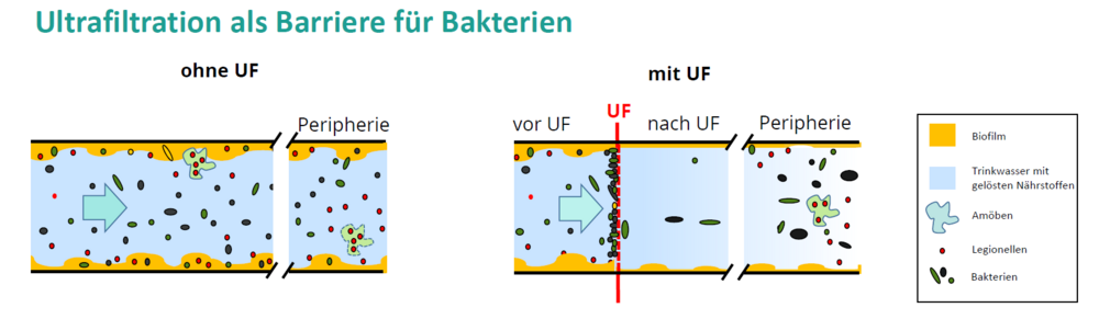 Legionellen im zuströmenden Wasser (Import-Legionellen) werden abfiltriert, Legionellen, die sich schon vor Einbau der UF in der TW-Installation befanden (Bestands-Legionellen), werden nicht beeinflusst.